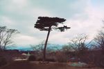松树