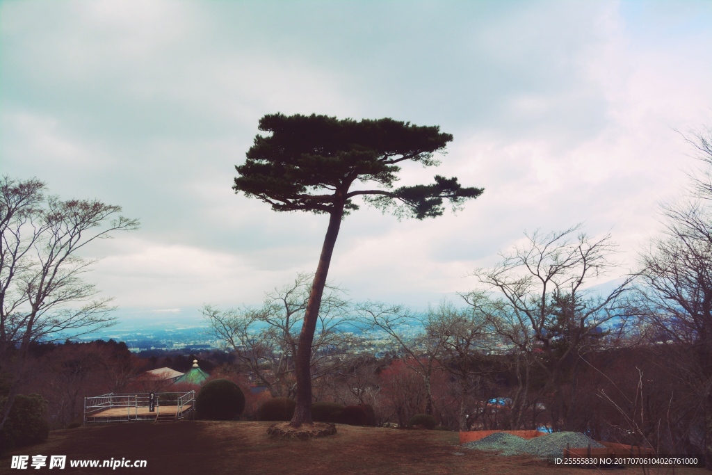 松树