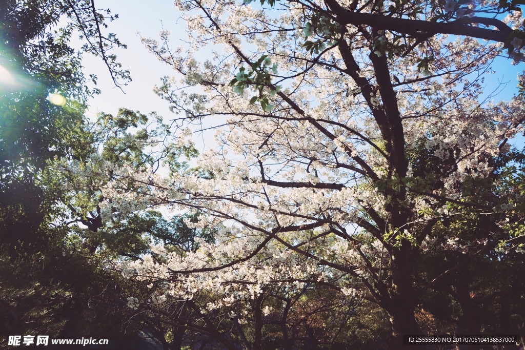 樱花