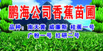 香蕉苗圃  香蕉园 香蕉林