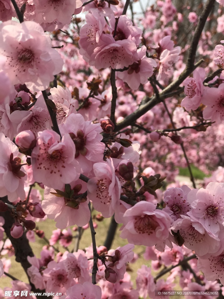 桃花