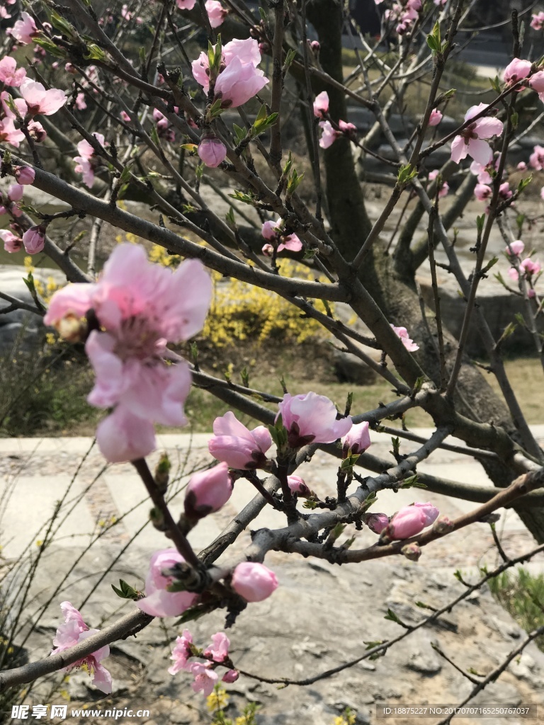 桃花