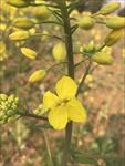 油菜花