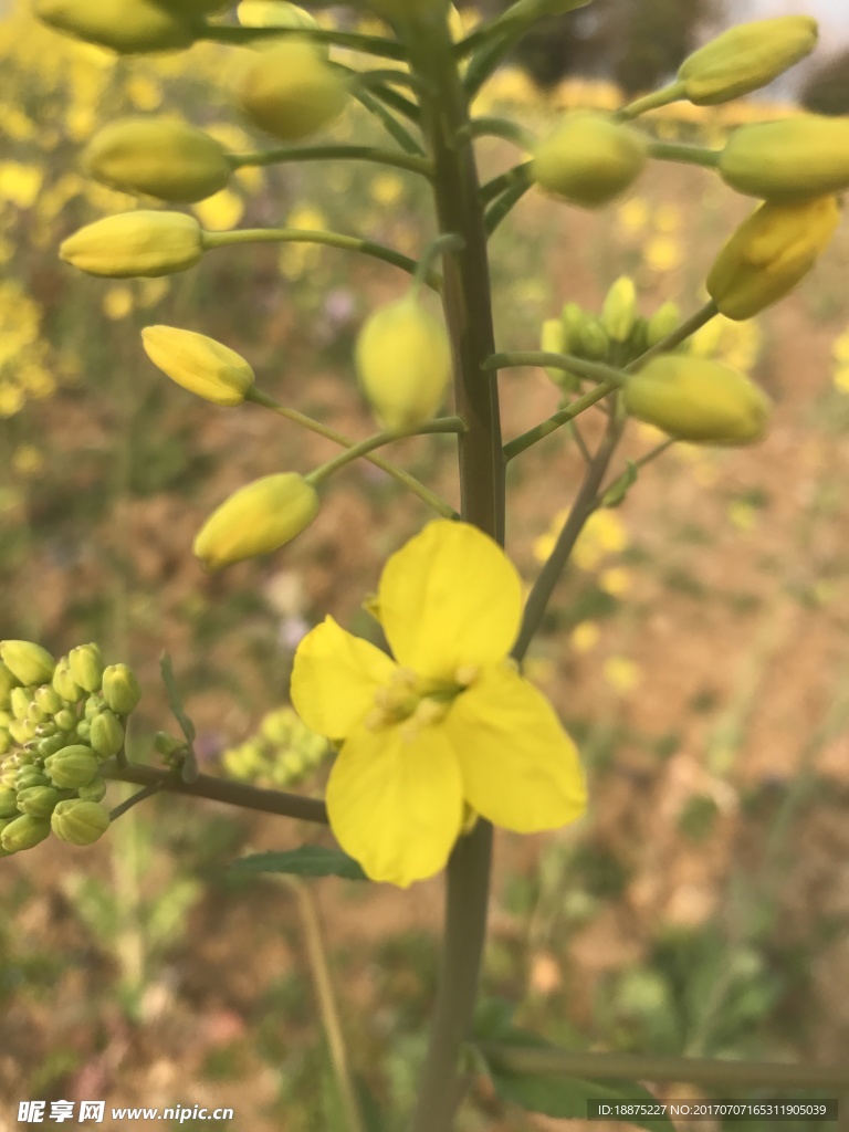 油菜花