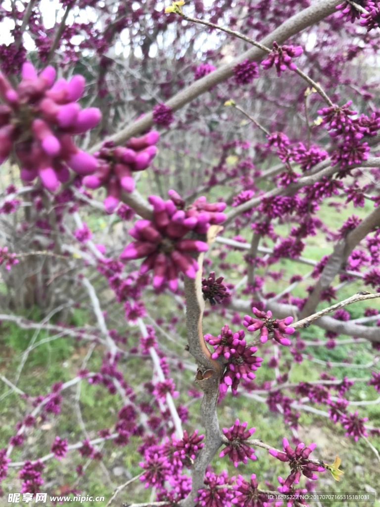 花
