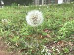 蒲公英