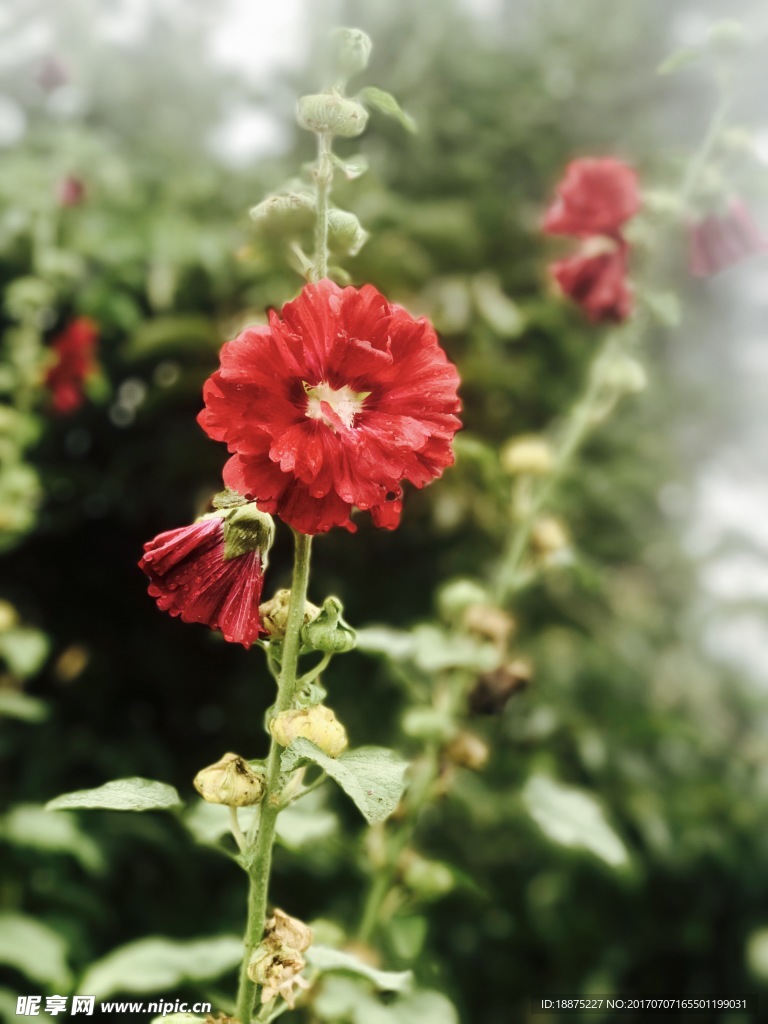花