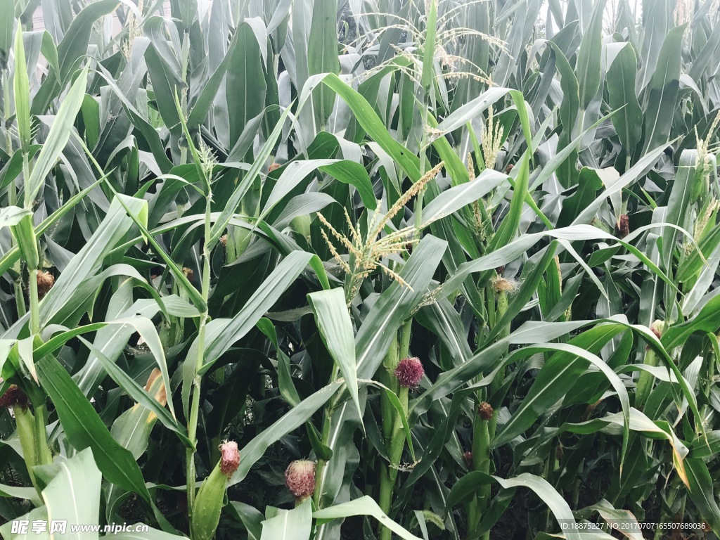 玉米地