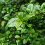 雨后