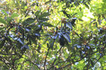 阳光斑驳的枇杷树