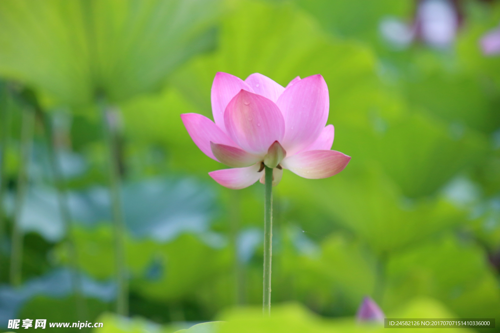 荷花
