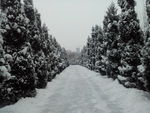 雪景