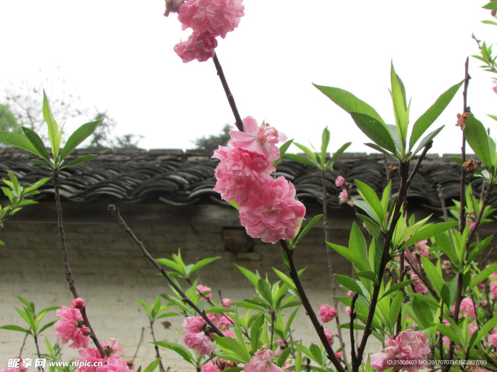 樱花季