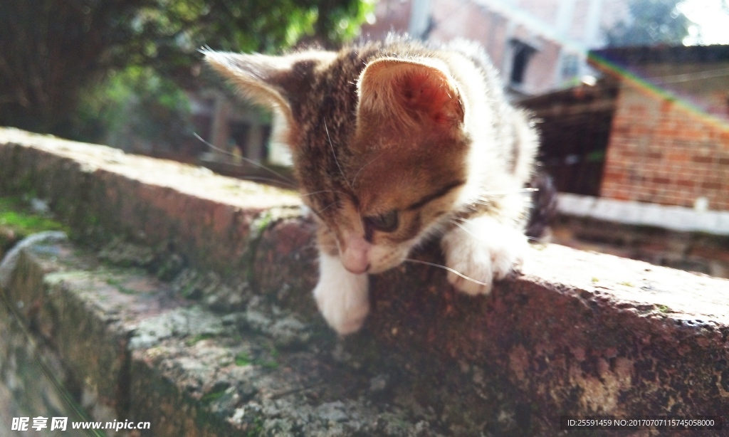 小猫咪