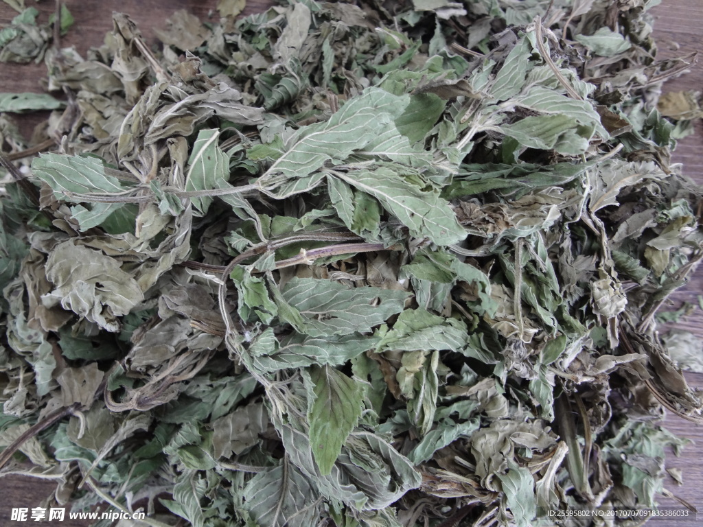 薄荷叶