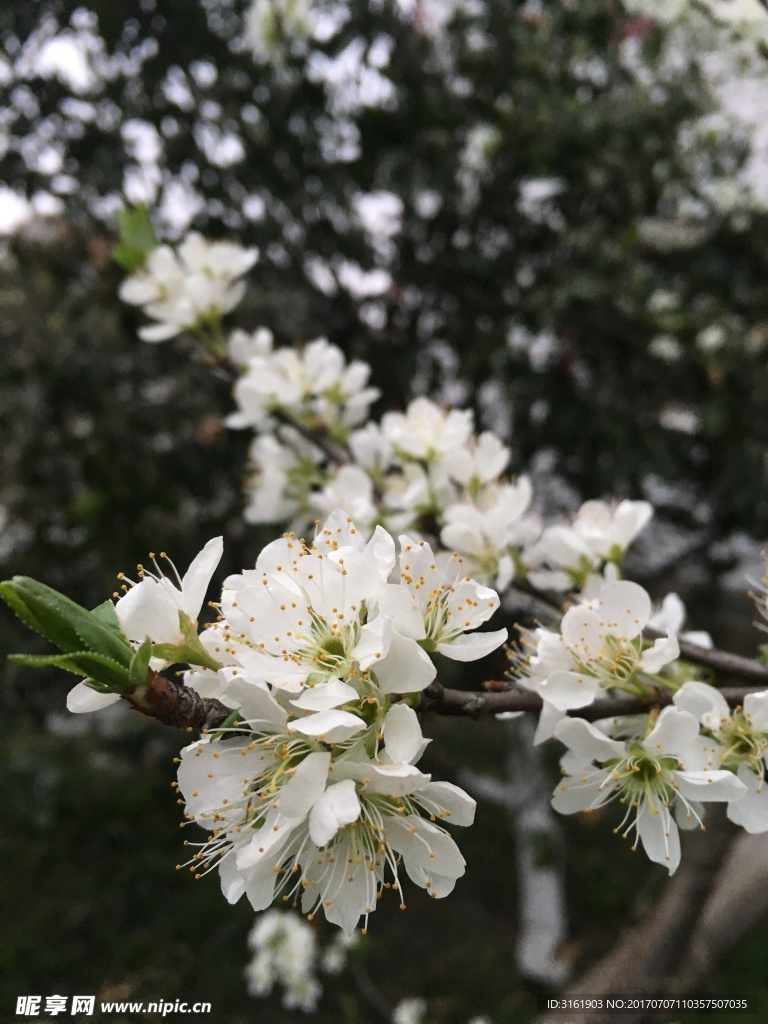 白色花朵