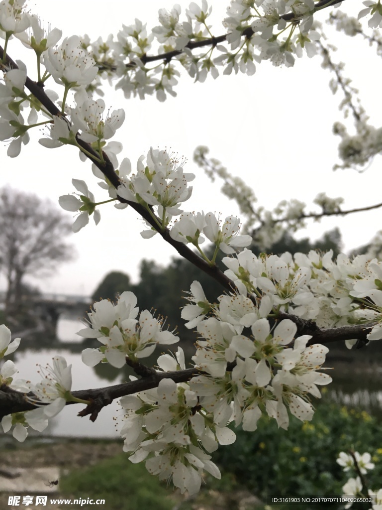 白色花朵