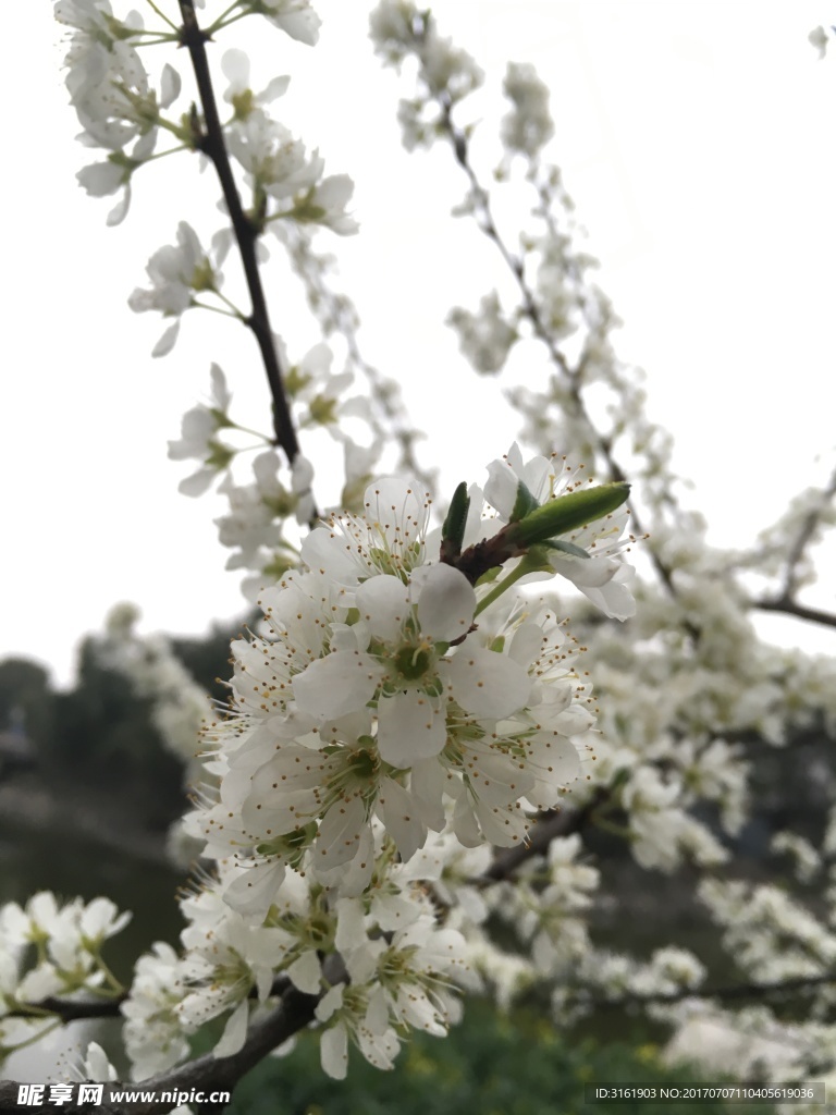 白色花朵