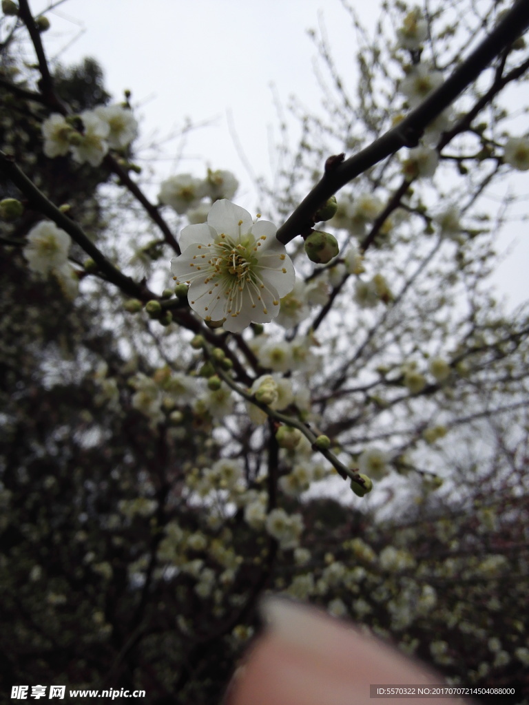梅花