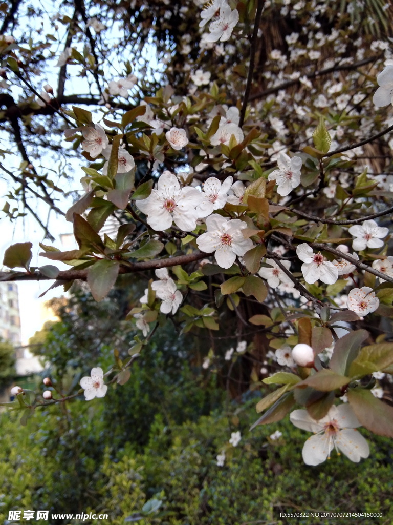 梅花