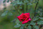 四季花