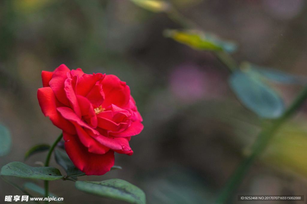 月季花