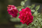 月季花