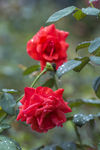 四季花