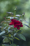 月季花