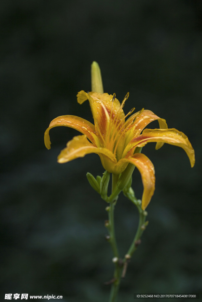 黄花菜