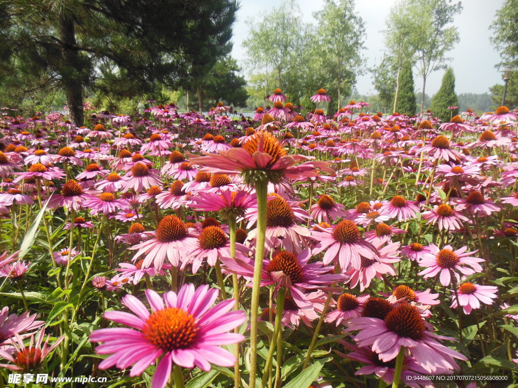 松果菊