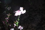 夜樱花