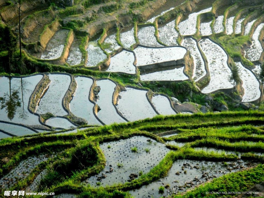 美丽的田地