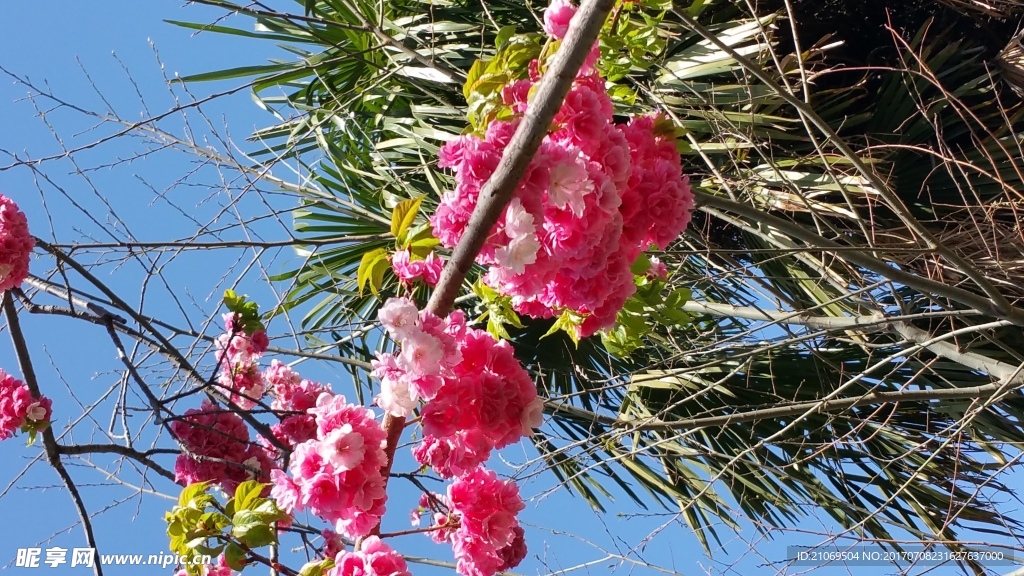 樱花