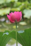 荷花苞