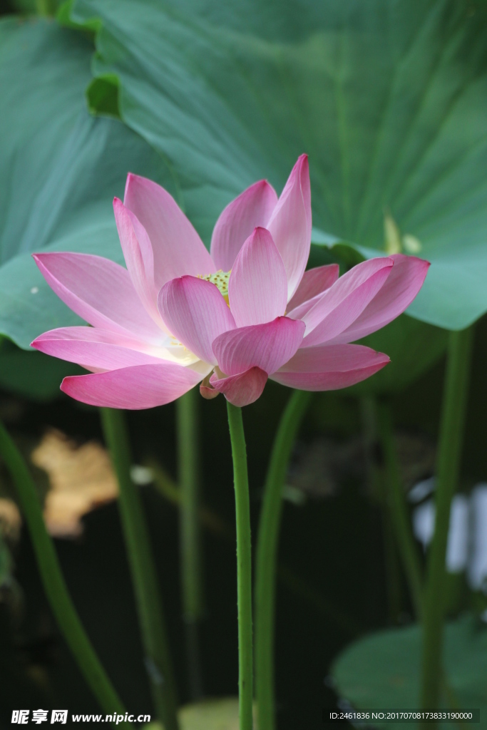 荷花