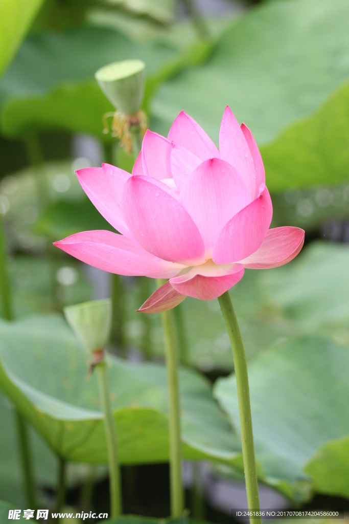 荷花