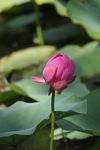 荷花蕾