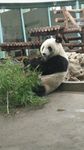 大熊猫