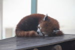 小熊猫