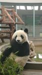 国宝熊猫