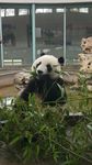 熊猫吃竹子