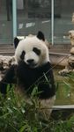 熊猫国宝