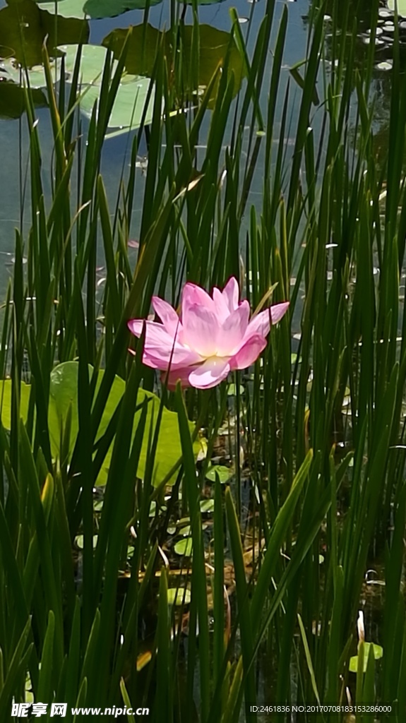 荷花