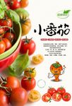 小番茄西红柿新鲜上市
