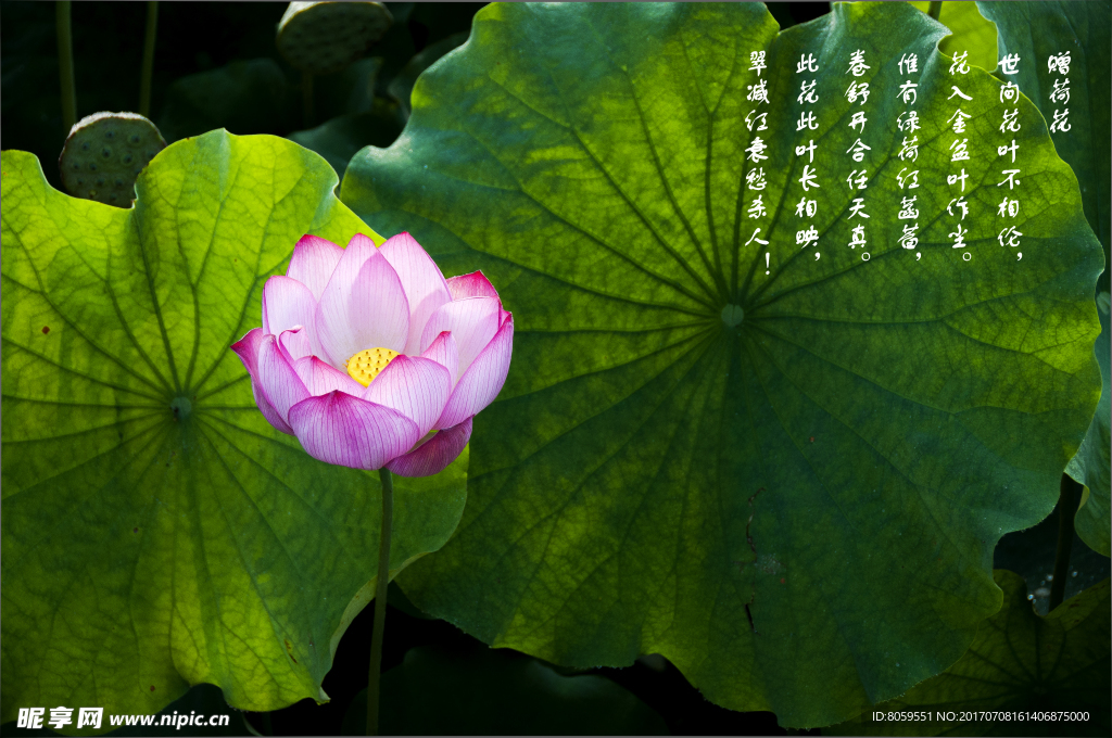 荷花