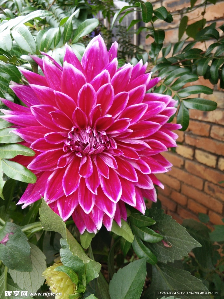 洋菊花