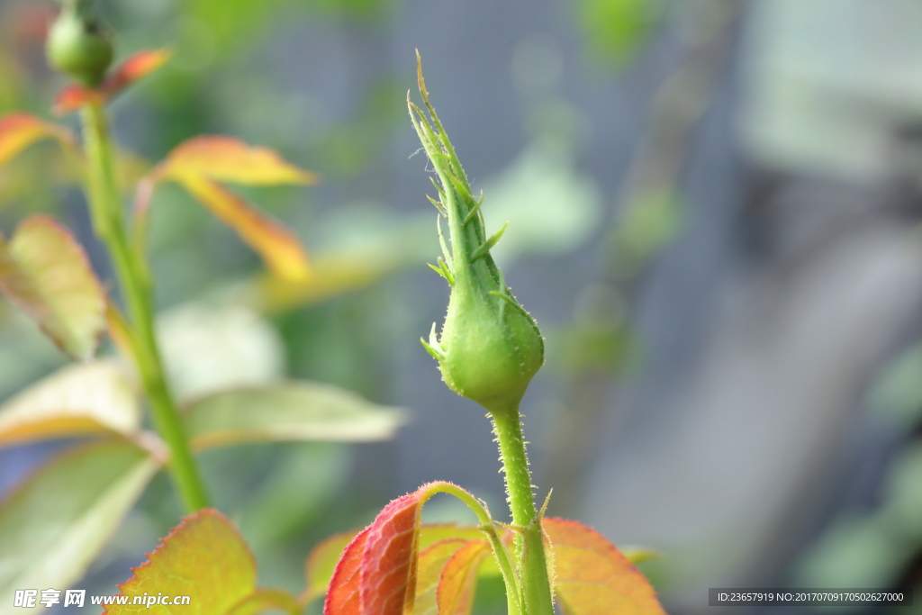 月季花花苞