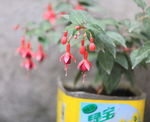 吊钟花
