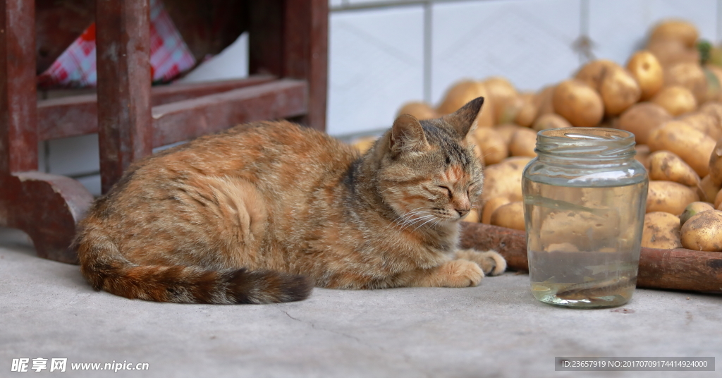 小花猫